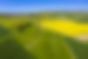 Green Fields