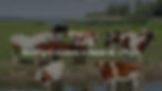 Photograph of cows on Land with text overlay "Best Farm Animals to Raise for a Profit"
