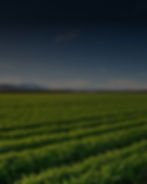 farmland (1)_edited.jpg