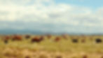 photograph of a ranch in Kansas with cattle on a field