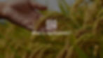 Photograph of a wheat field with text overlay "What is Agribusiness?"