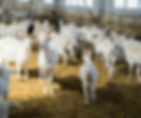 Photograph of a goat farm
