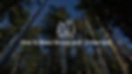 Photograph of tall trees in a forest with text overlay 'How to make money with timberland'